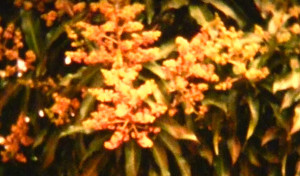 Cotton Chronicles, by Natasa Efstathiadi, 2015. Courtesy Polyeco Contemporary Art Initiative